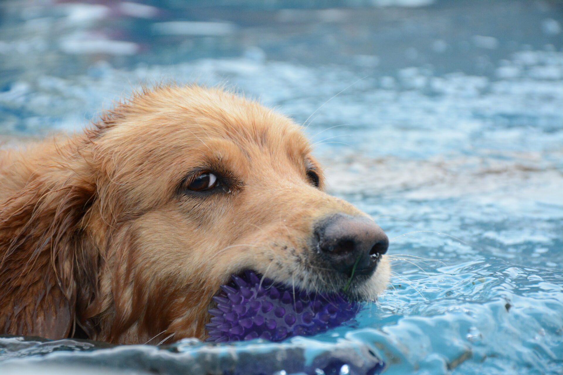 Chien golden retriever qui nage avec une balle