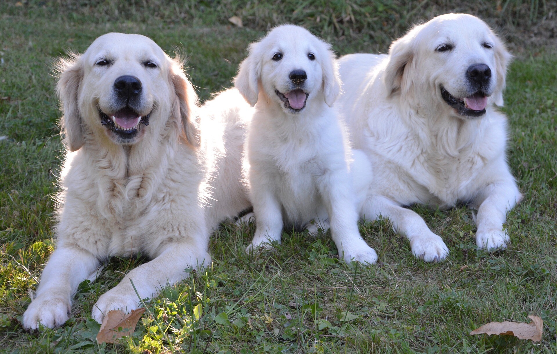 parents golden retriever avec leur chiot