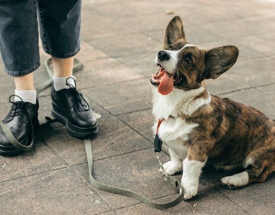 Corgi bringé assi sourire