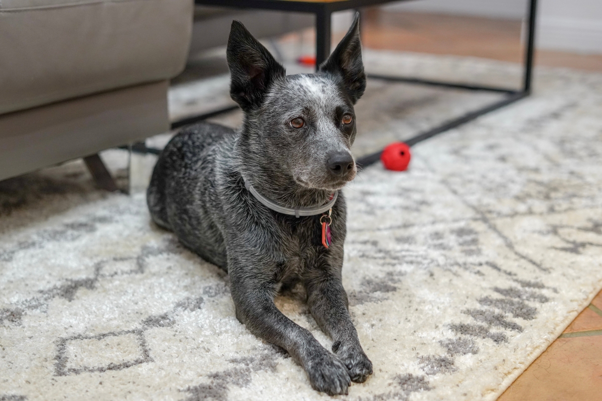 Apprendre à son chien à se coucher