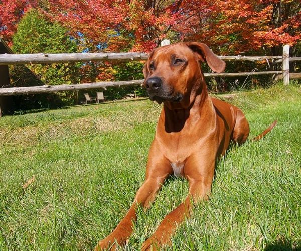 Rhodesian Ridgeback couché dans la pelouse en automne