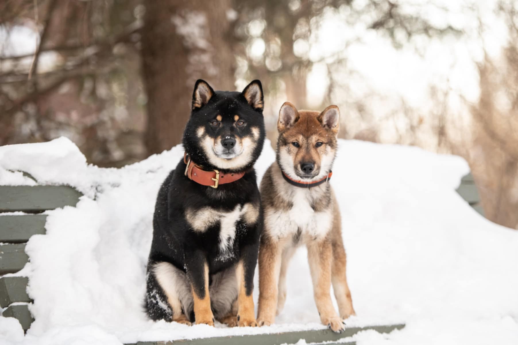 chiens spitz primitif chantal levesque