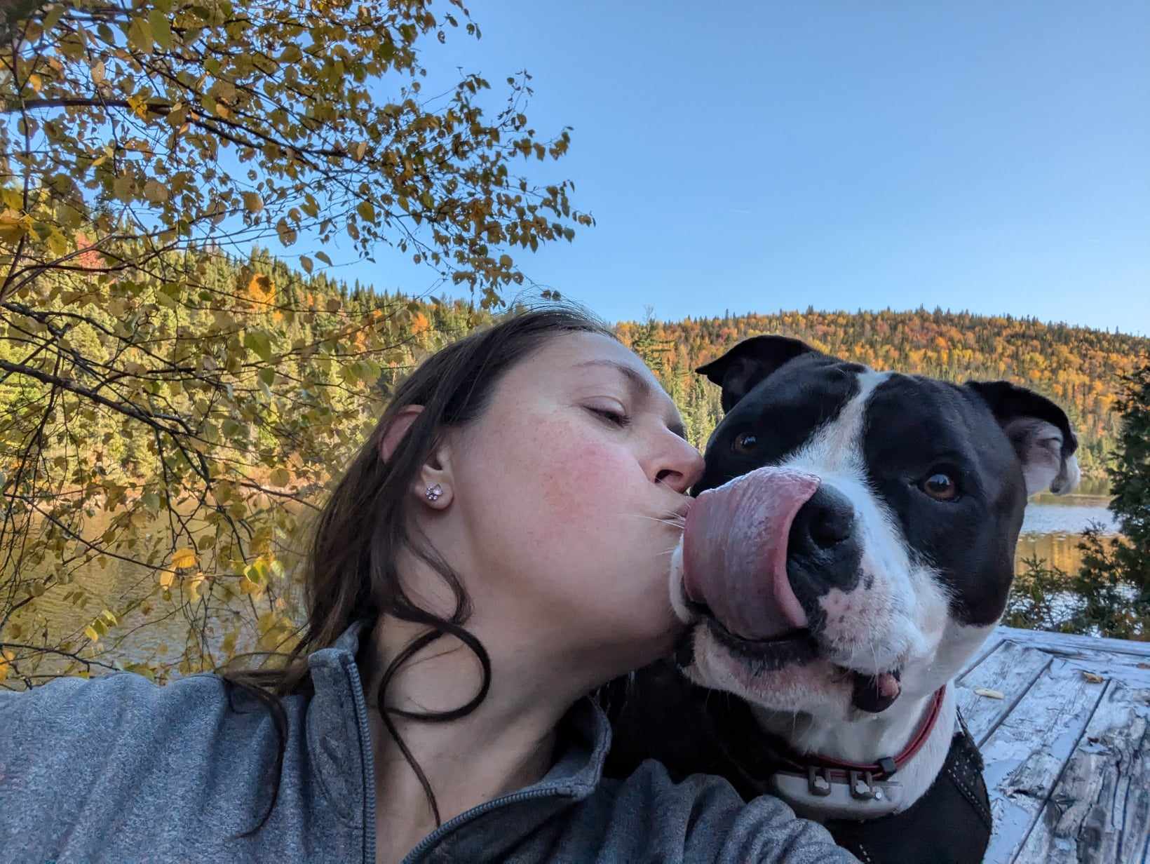 femme qui donne un bisous à un pittbull