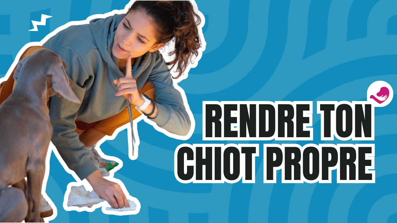 Comment rendre ton chiot propre rapidement