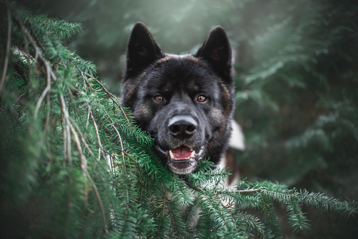 chien de type spitz et primitif akita inu