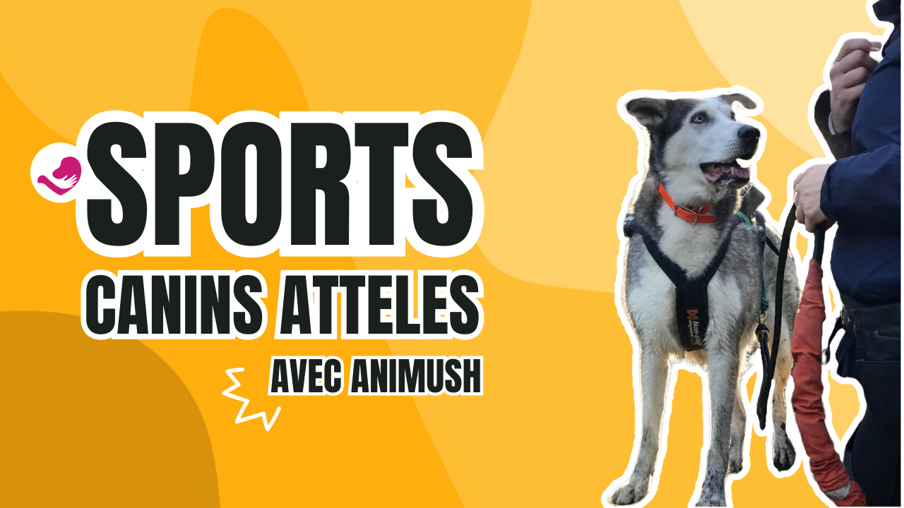 sports canins attelés avec Animush