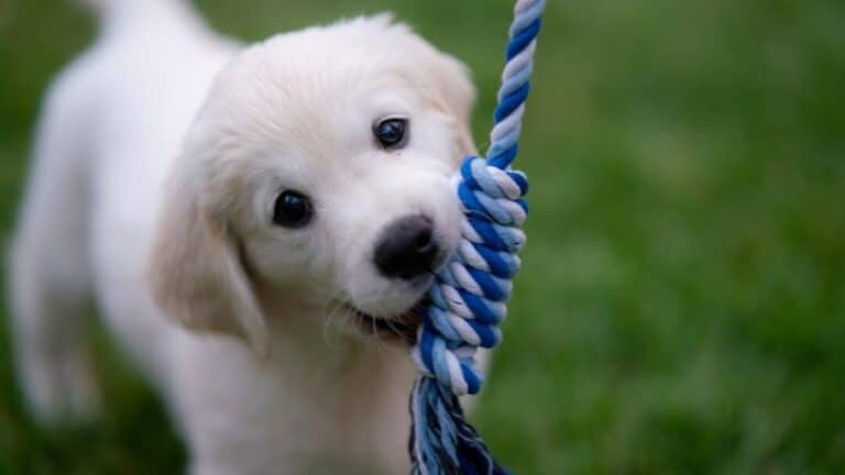 Chiot golden retriever avec tug bleu et blanc en gueule