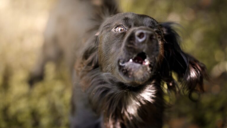 Chien noir qui jappe