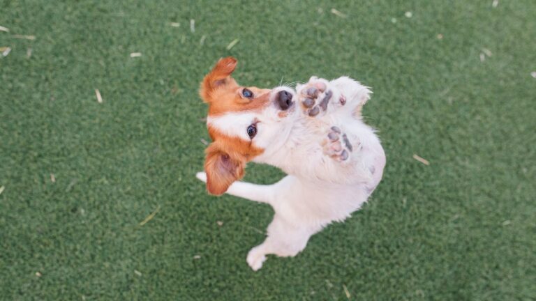 Jack Russel qui saute sur les gens