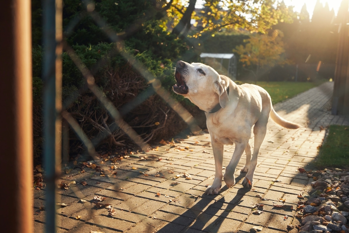 Ton chien jappe lorsque des gens passent devant ta maison