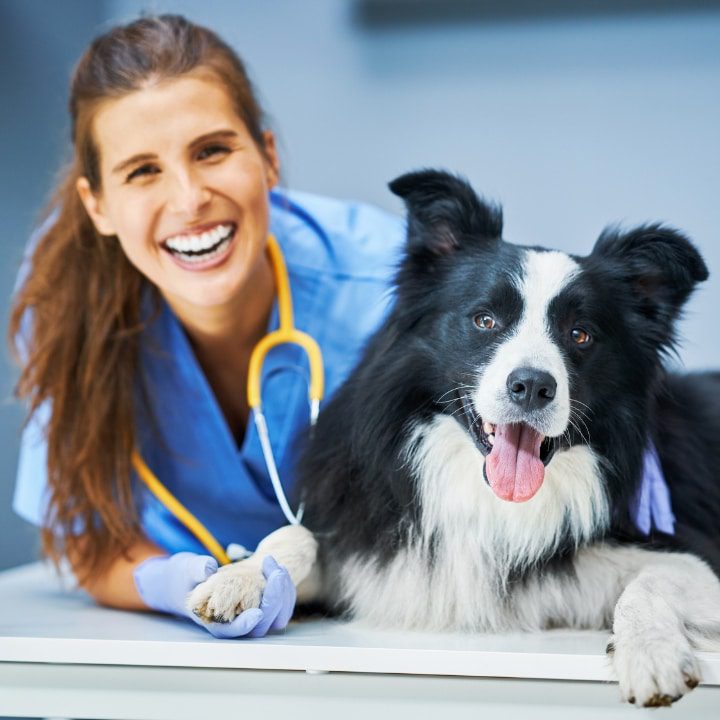 Femme vétérinaire avec border collie