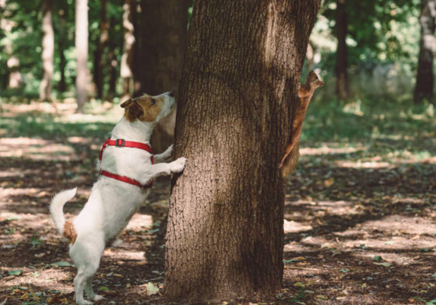 Comprendre et gérer l’instinct de prédation chez le chien