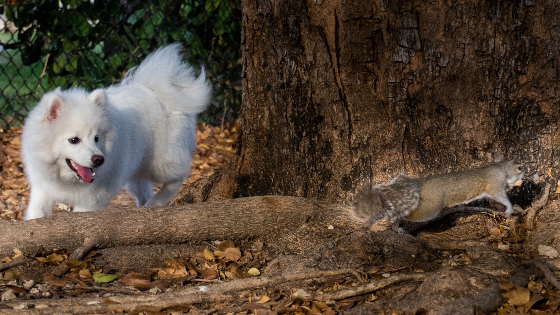 chien qui chasse un écureuil dans un arbre